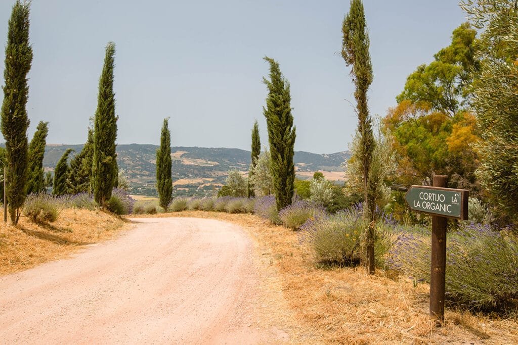 3 La Organic Ronda Wedding Luxury Cortijo 1 | Belini Photography 3 La Organic Ronda Wedding Luxury Cortijo 1 | Destination Wedding Photographer Marbella